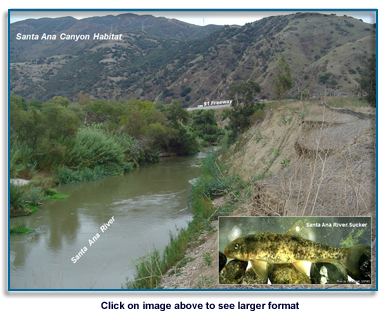 Santa Ana Canyon Habitat