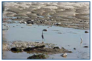 Photo 1 - concrete lining of river bank, Photo 2 - waterfowl on the SAR
